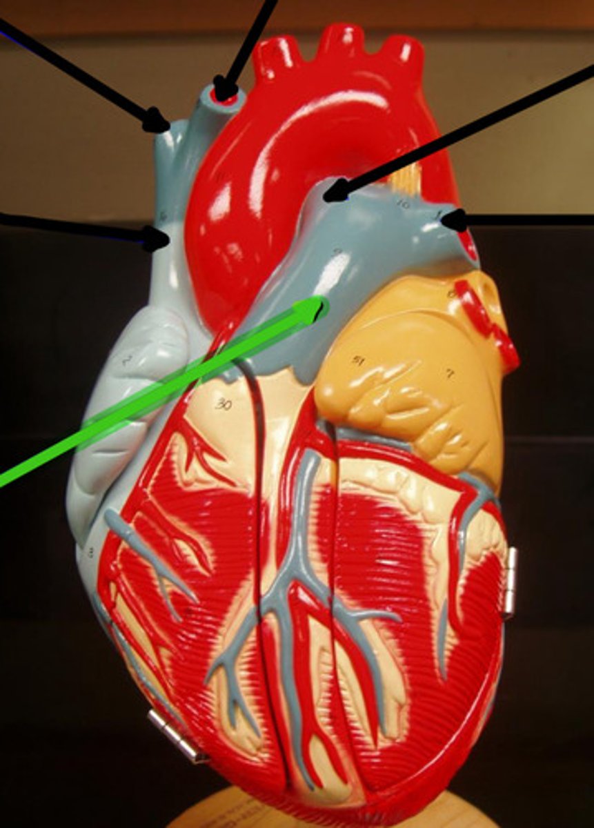 <p>Name structure and function</p>