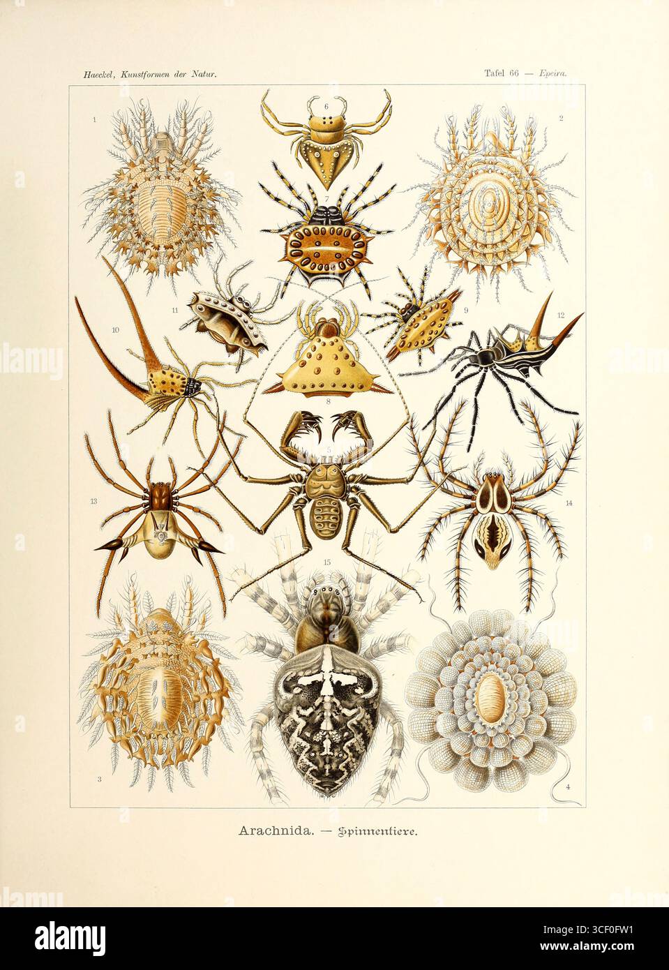 <p><span style="color: purple;"><strong><em>Chelicerata</em></strong></span></p>