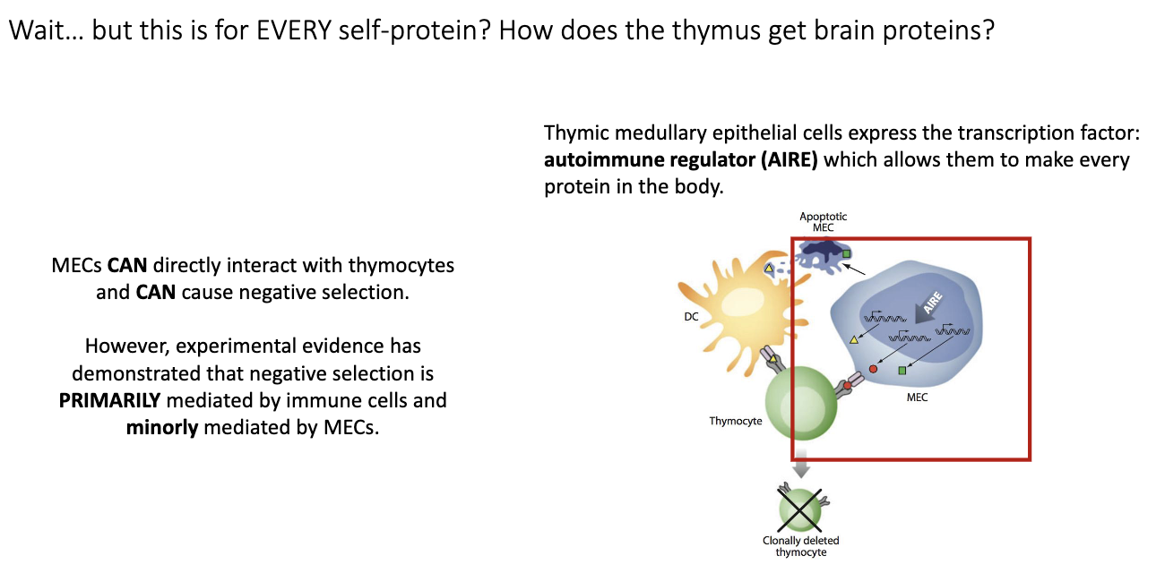 <p>Mainly <strong>immune cells (like dendritic cells)</strong>, though <strong>AIRE+ medullary epithelial cells</strong> can also contribute.</p>