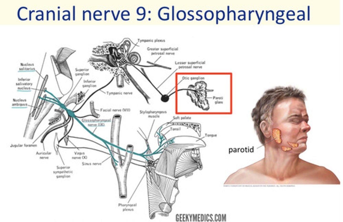 <p>Glossopharyngeal</p>