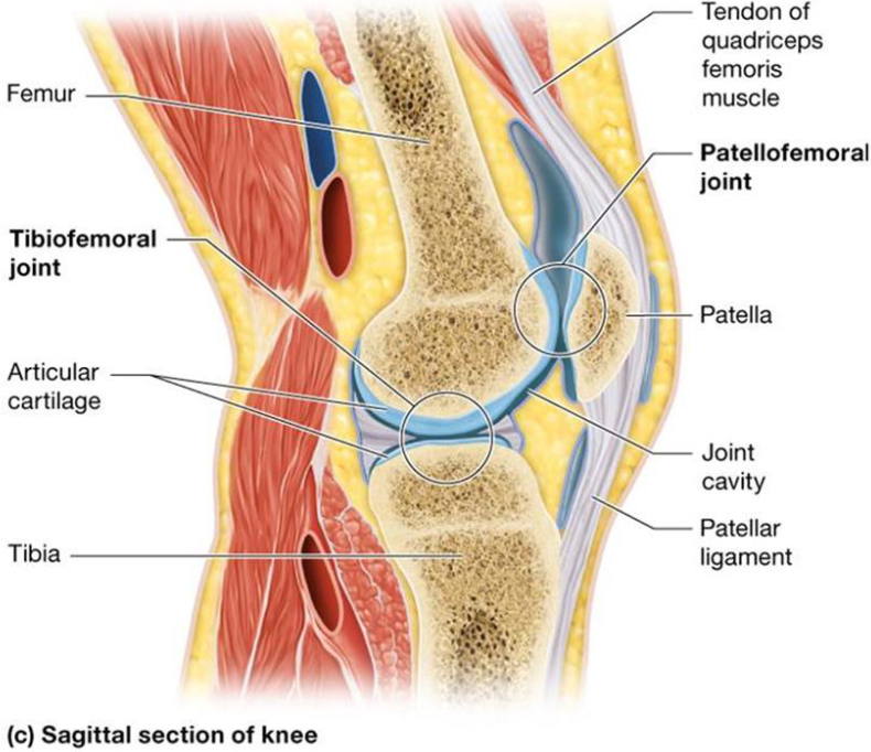 <ul><li><p>2 articulation</p><ul><li><p><strong>Tibiofemoral joint</strong>: condyles of femur &amp; tibia</p></li><li><p><strong>Patellofemoral joint</strong>: posterior &amp; patellar surface of femur</p></li></ul></li></ul><p></p>