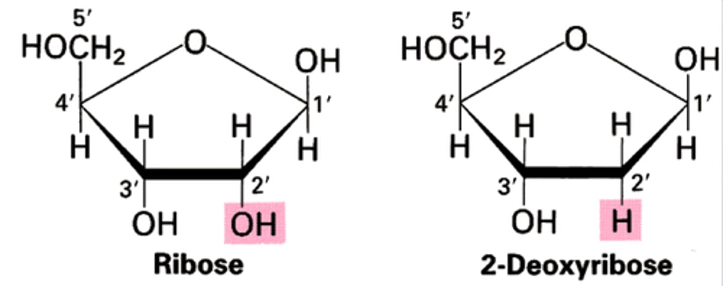<p>deoxyribose lacks an oxygen atom on the second carbon in the ring</p>