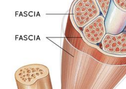 <p><strong>Fascia</strong></p>
