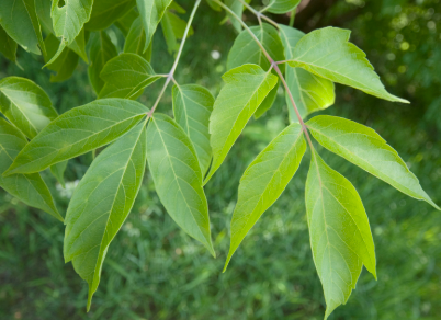 <p><em>Acer negundo</em></p>