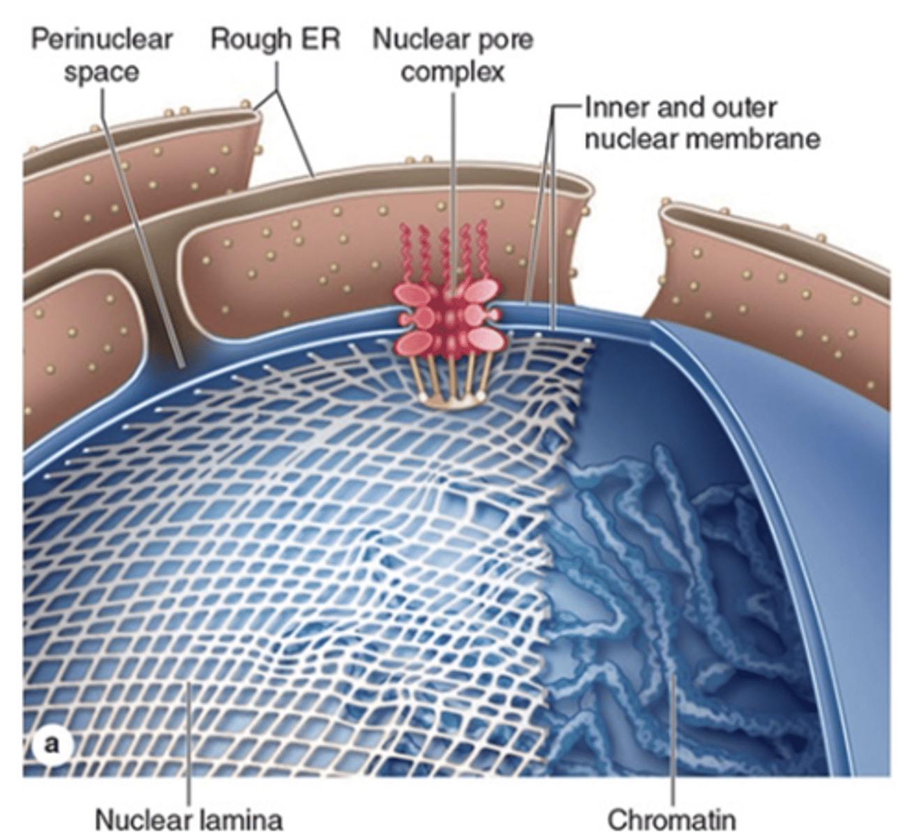 <p>How are the outer membrane and perinuclear space connected to the rest of the cell?</p>