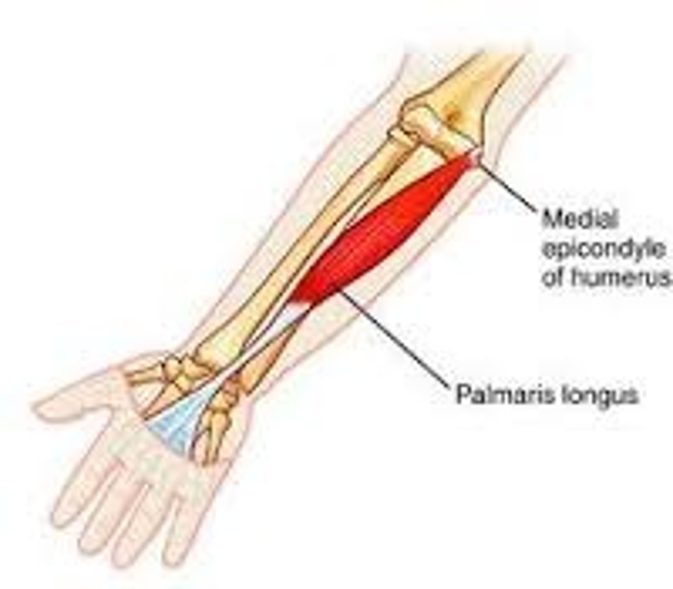 <p>-Origin medial epicondyle of humerus (common flexor tendon)</p><p>-Insertion palmar aponeurosis</p><p>-Nerve median nerve</p><p>-Actions wrist flexor</p><p>-Antagonist Extensor carpi radialis brevis, Extensor carpi radialis longus, Extensor carpi ulnaris</p>