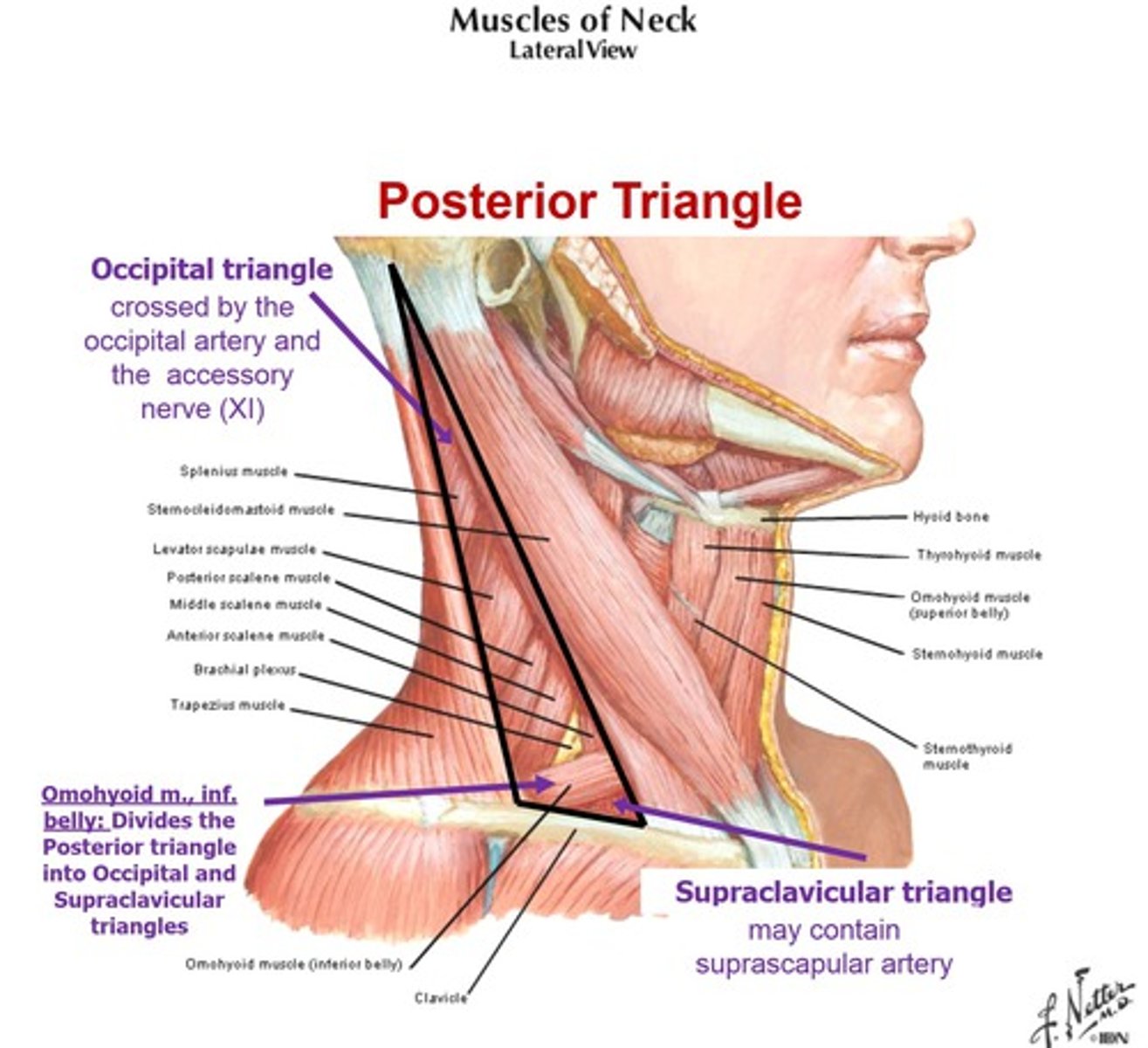 <p>1. posterior border of SCM</p><p>2. anterior border of traps</p><p>3. middle 1/3 of clavicle</p>