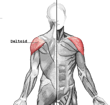 <p>Insertion:&nbsp;<span>deltoid tuberosity of the humerus</span></p><p>Action:&nbsp;<span>Abduction of the GH joint</span></p><p> </p>