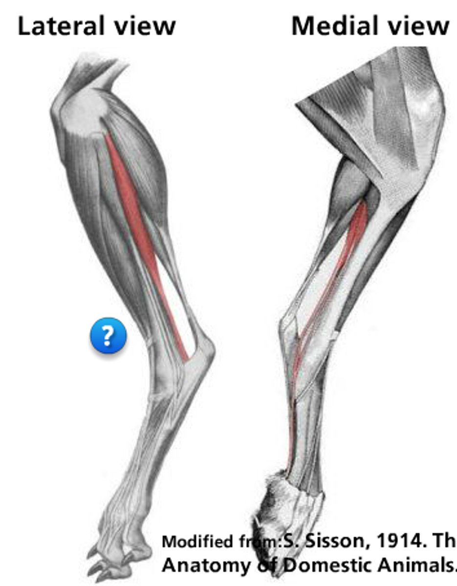 <p>What muscle is this?</p><p>Origin?</p><p>Insertion?</p><p>Action?</p><p>Nerve?</p>