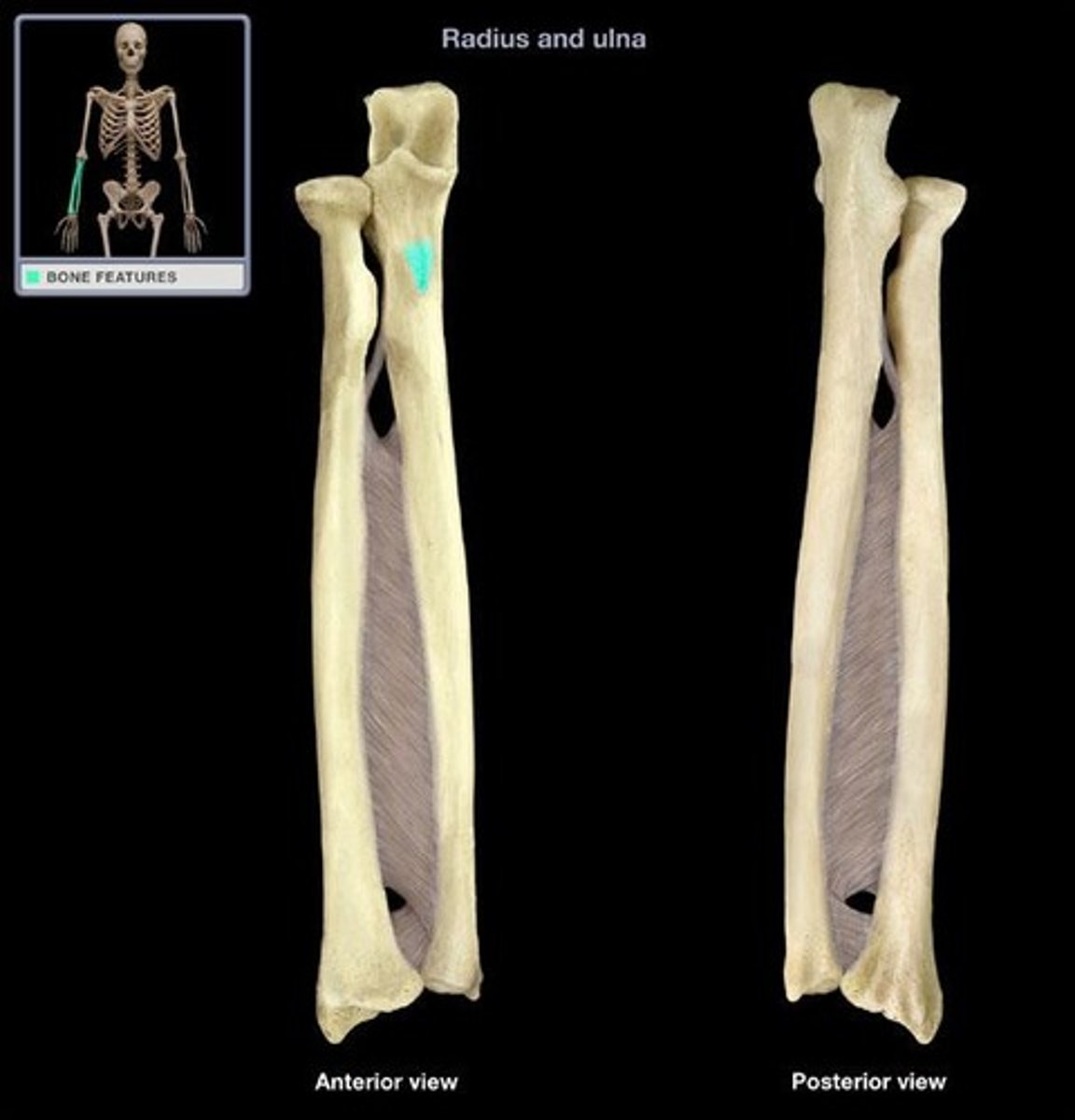 <p>Attachment for the brachialis muscle</p>