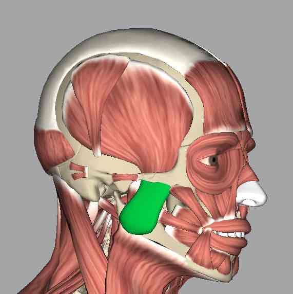 <p>Muscle responsible for elevating the mandible with power.</p>