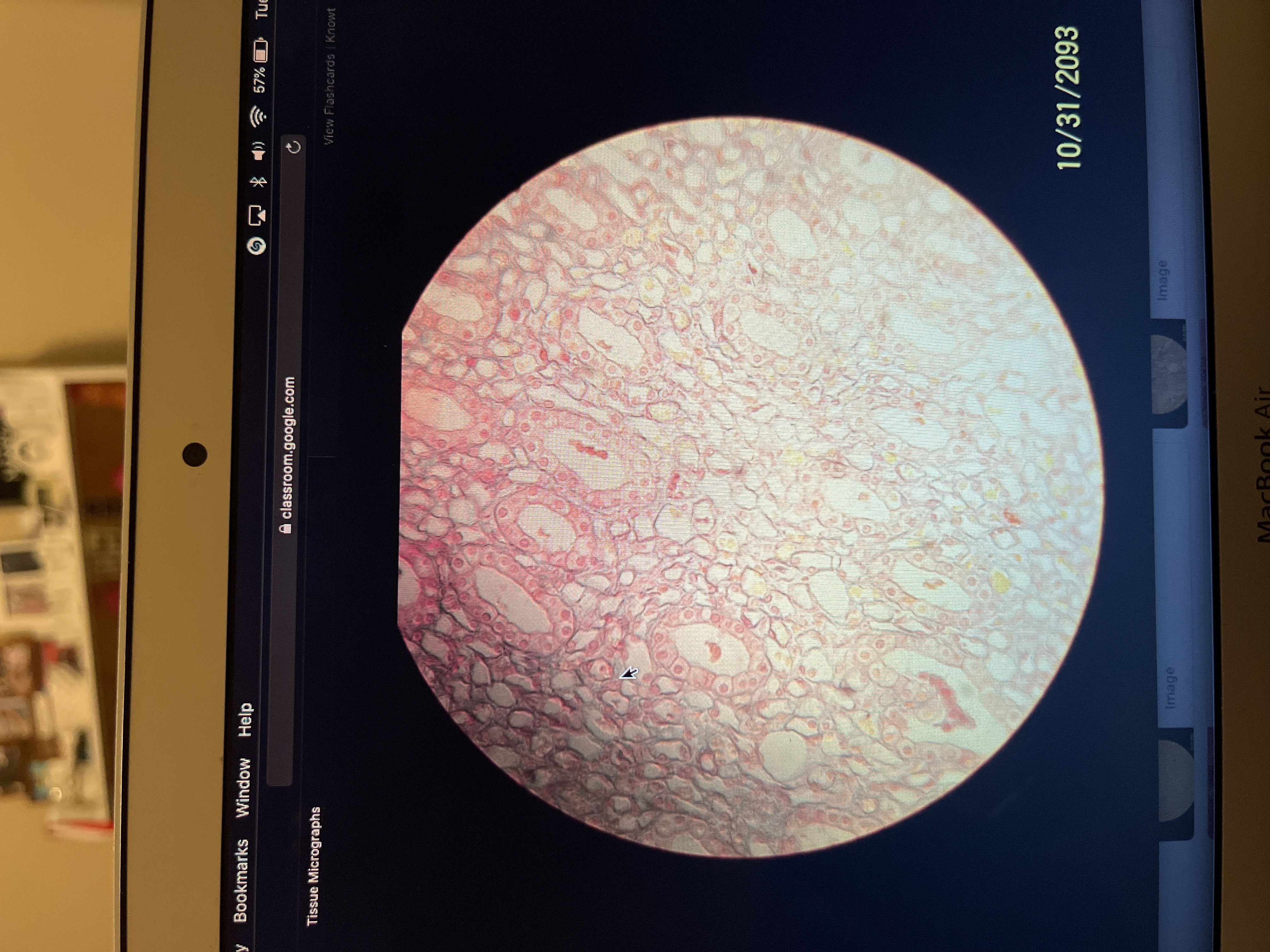 Location: surface of ovary
Function:secretion and absorption 