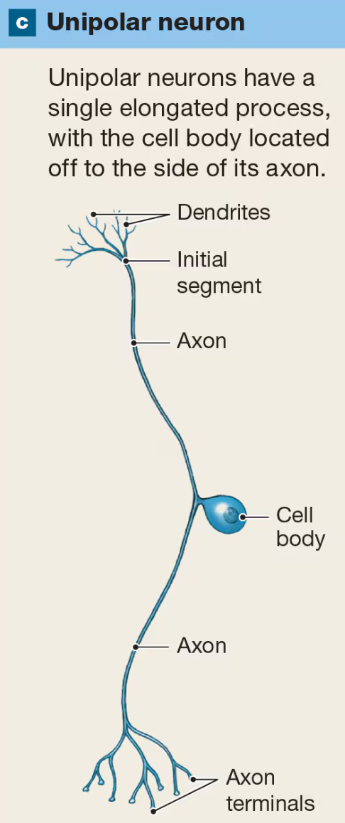 <p>have single elongated process with cell body located off to the side of its axon</p><p>most common type of sensory neuron in PNS</p>