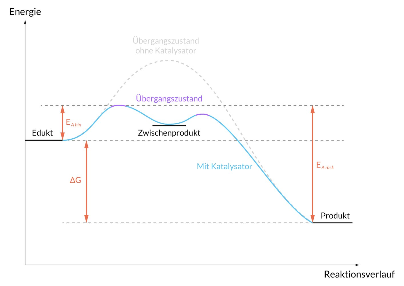 <p>A. Enzymes accelerate the establishment of equilibrium</p>