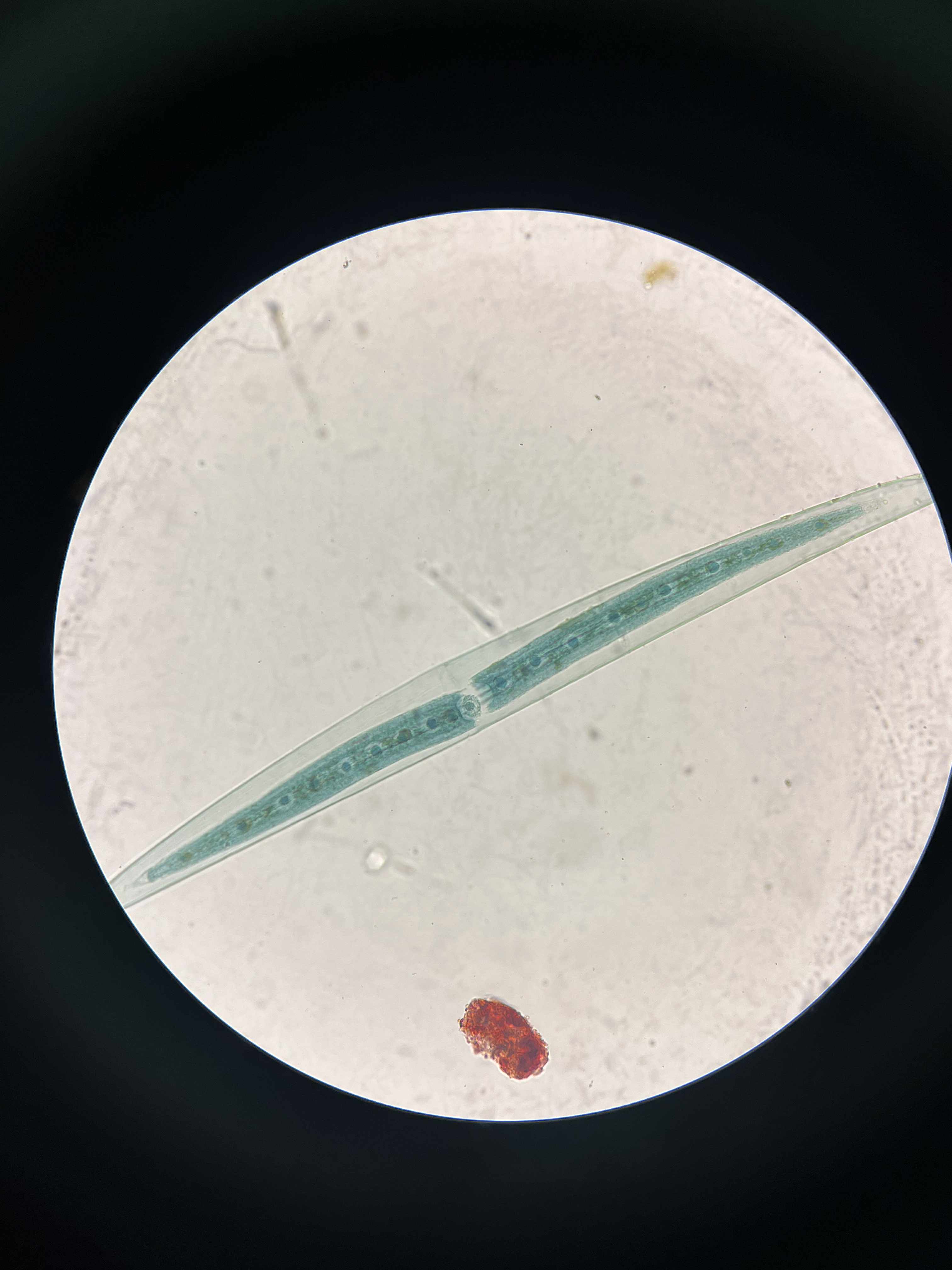 <p>specimen</p><p>phylum</p><p>color</p><p>shape</p><p>cell arrangement</p><p>motility</p><p>characteristic</p>