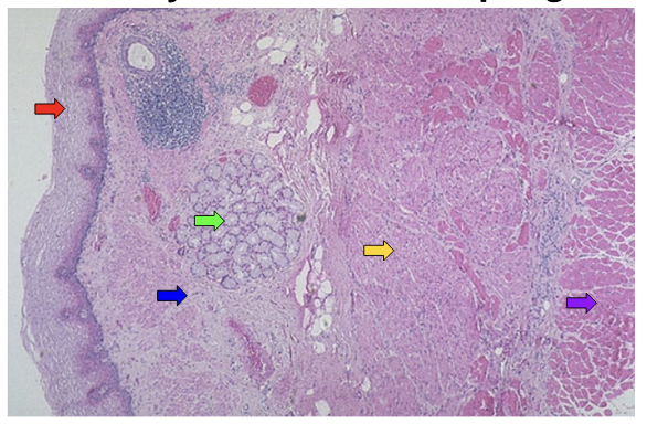 <p><span><strong>Identify structures in esophagus.</strong></span></p>