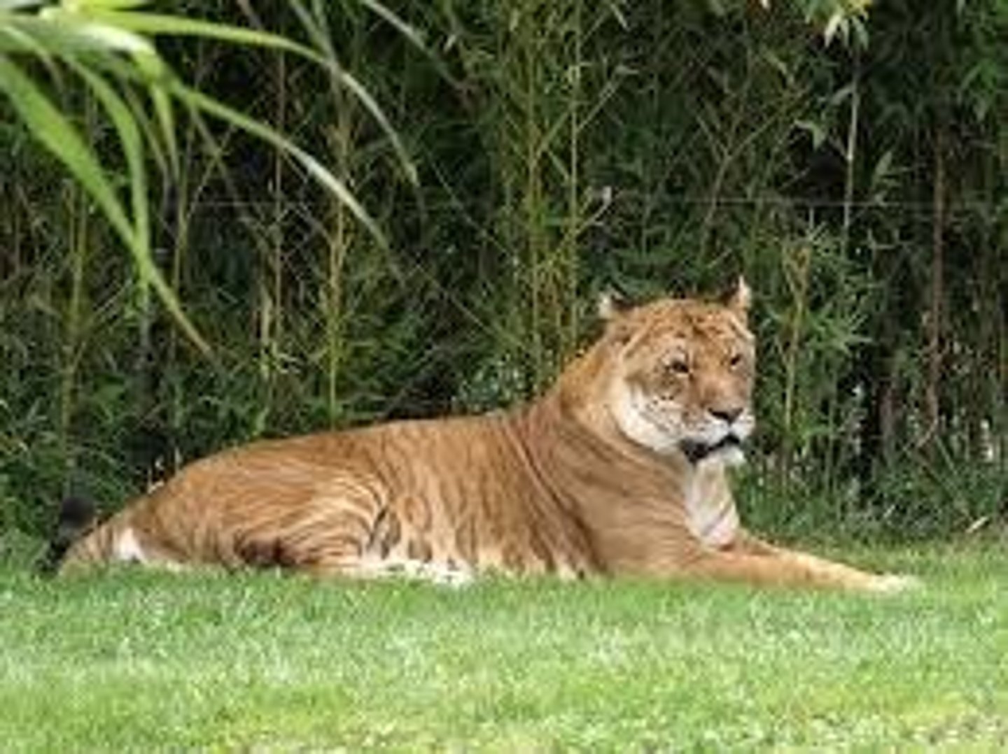 <p>Liger, Tigon, Mule, Geep.</p>
