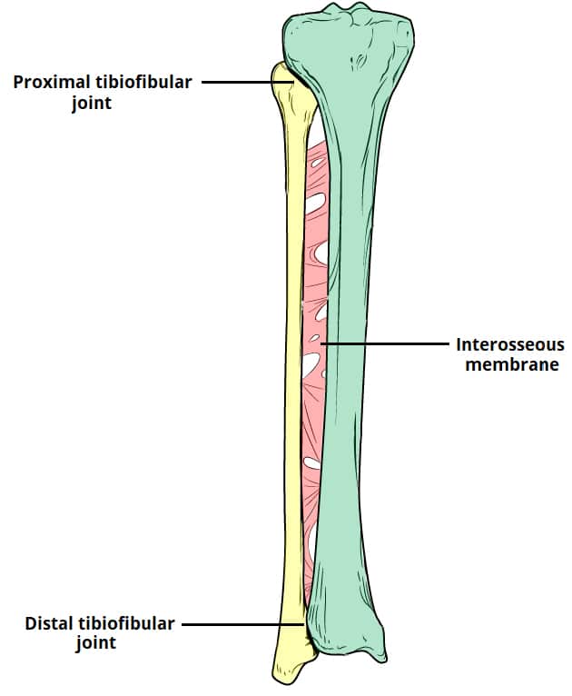 <p><span style="font-family: &quot;Aptos&quot;, sans-serif; line-height: 150%;">Proximal: Palpate the medial condyle of the tibia and the head of fibula and palpate the space between each.</span></p><p><span style="font-family: &quot;Aptos&quot;, sans-serif;">Distal: Palpate the space between the distal tibia and fibula.</span></p>