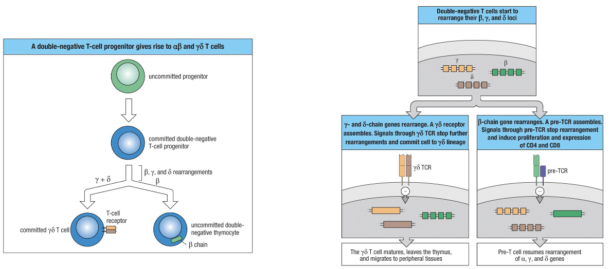 <ul><li><p>Committed progenitor expresses <strong>RAG genes</strong> → starts VDJ recombination at gamma, delta, and beta loci (<strong><u>NOT</u></strong> alpha).</p></li><li><p>Whichever locus rearranges successfully <strong>first</strong> determines cell type:</p><ul><li><p><strong>γδ TCR first</strong> → cell becomes γδ T cell, stops rearranging, leaves thymus mature.</p></li><li><p><strong>Beta chain first (most common) </strong>→ pairs with surrogate alpha chain, signals successful TCR → becomes αβ T cell.</p></li></ul></li><li><p>TCR signaling required for survival: cells failing to make a functional receptor undergo apoptosis.</p></li></ul><p></p>