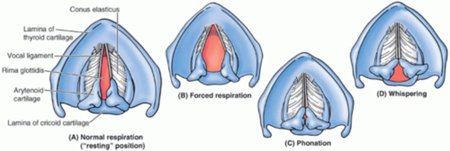<p>forced respiration= talking loudly</p><p>phonation=normal talking</p>