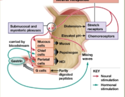 <p>Triggered by food entering into the stomach</p>