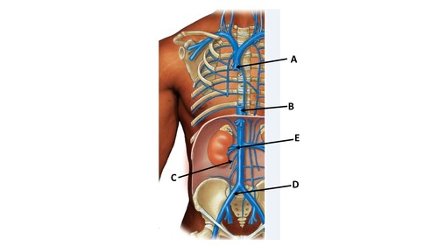 <p>Name the blood vessel labeled 'A'.</p>