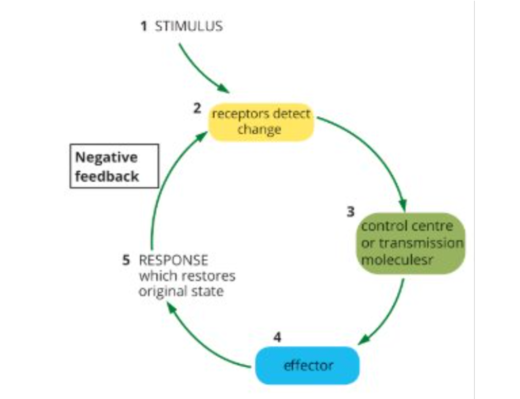 <p>Negative Feedback Loop – Response to Cold Weather<br></p>