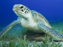 <p>Green Sea Turtle</p>