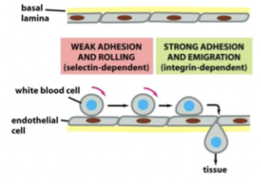 <p><strong>Selektiner</strong>: Det är en svag cellkontakt mellan leukocyt och endotel med lektin + oligosackarid. </p><p><strong>Immunoglobuliner</strong>: Starkt kontakt genom att integriner binder till ICAM på endotelet. Förstärker kontakten. </p>