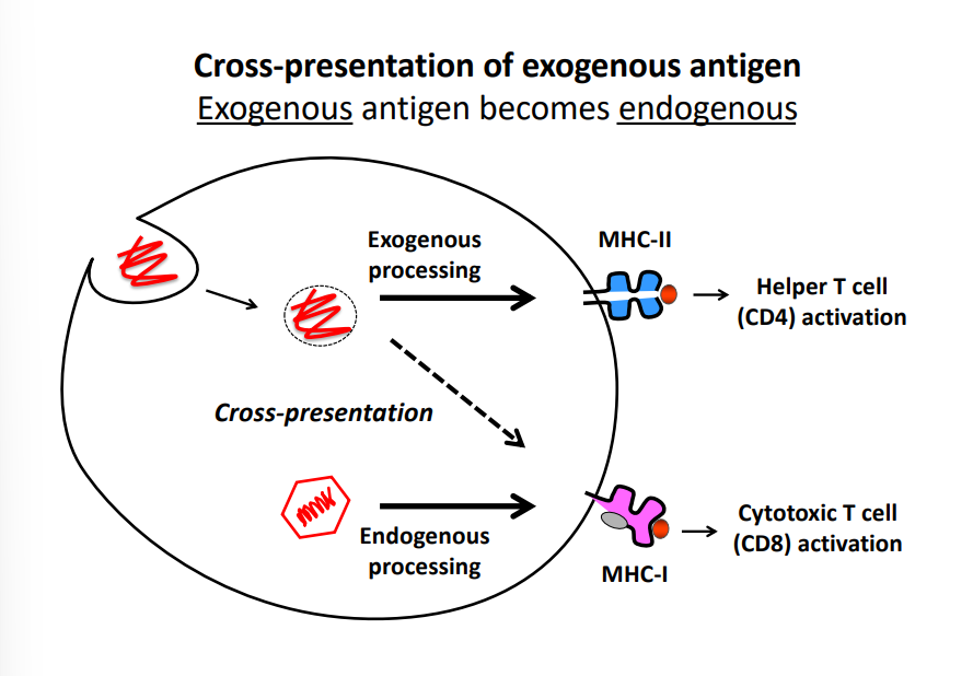 <p>occurs when exogeneous antigen becomes endogenous and is displayed on MHC1 instead of MHC2</p>