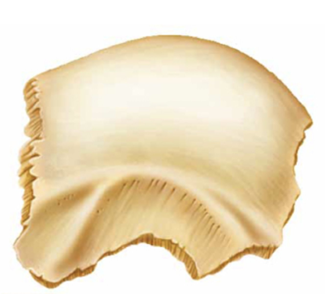 <p>What kind of bone is this?</p>