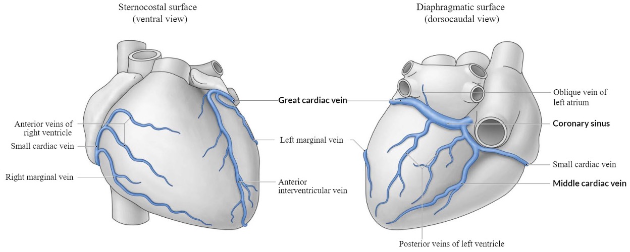 <p>middle cardiac vein</p>