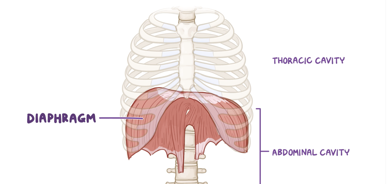 <ul><li><p><mark data-color="yellow"><u>most important for respiration</u></mark></p></li><li><p><mark data-color="yellow"><u>separates thoracic and abdominal cavities</u></mark></p></li><li><p><mark data-color="yellow"><u>FLATTENS as is contracts</u></mark></p></li><li><p><mark data-color="yellow"><u>ARCHED in rest</u></mark></p></li><li><p>innervated by phrenic nerve</p></li></ul>