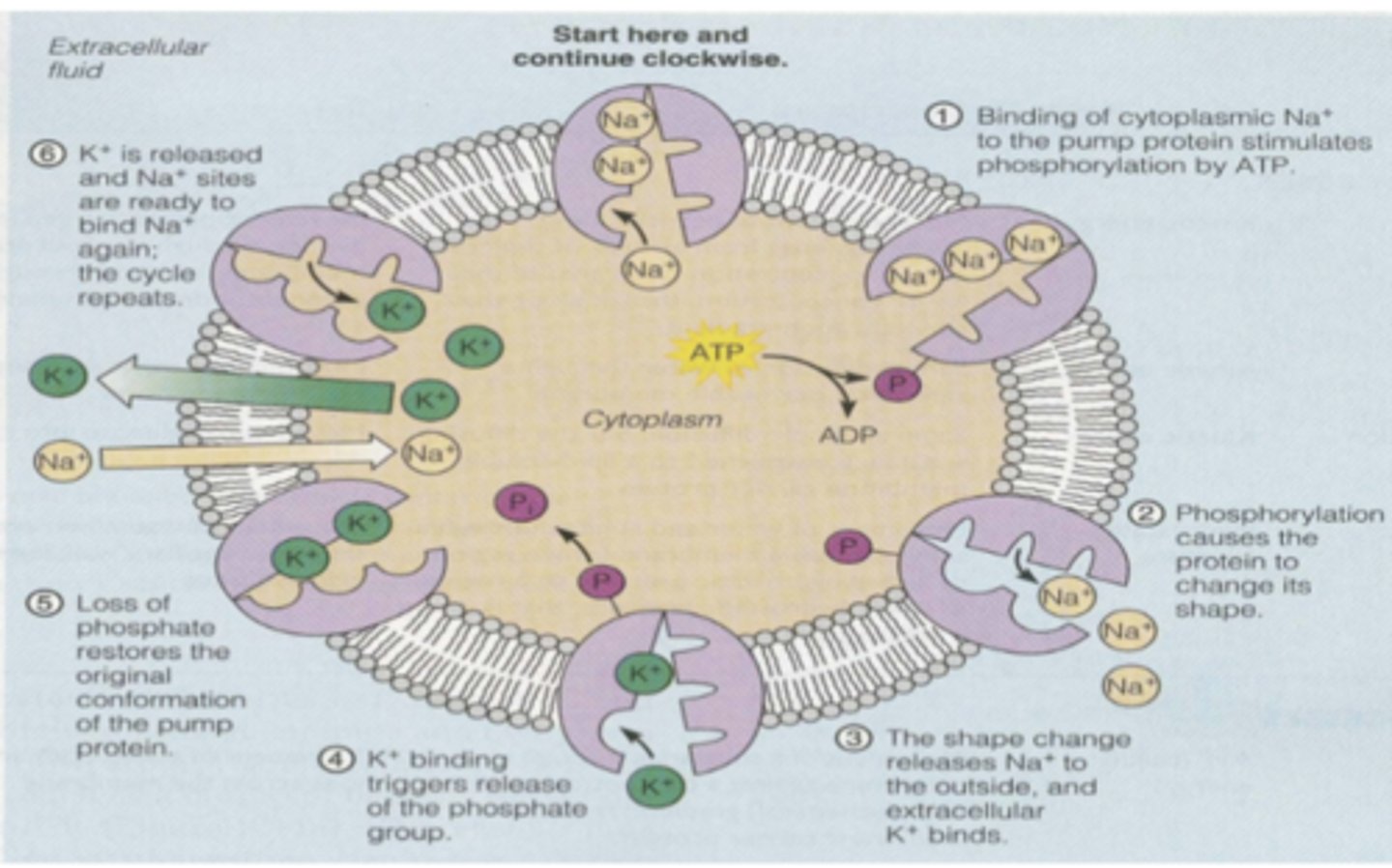<p>What is a active transport carrier and what does it do? </p>