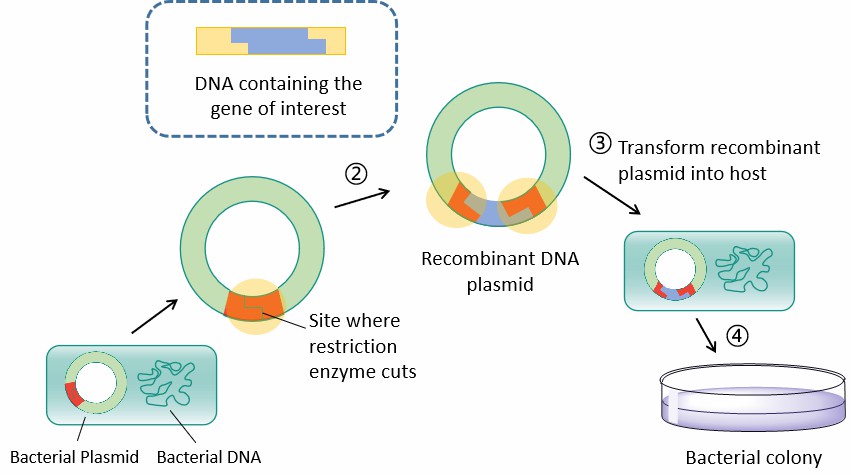 <p>Produce proteins in bacteria</p>