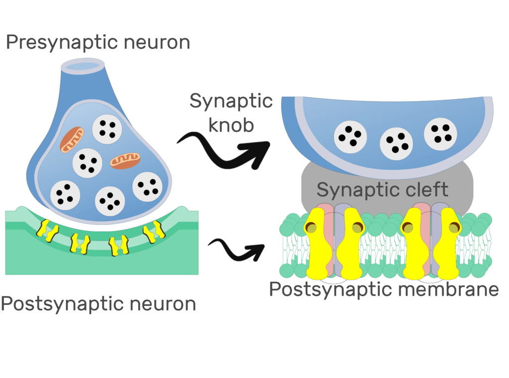 <p><span>bulbous end of a neuron's axon that transmits signals to another cell</span></p>