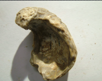 <p>Pelecypods, Gryphaea Washitaensis</p>