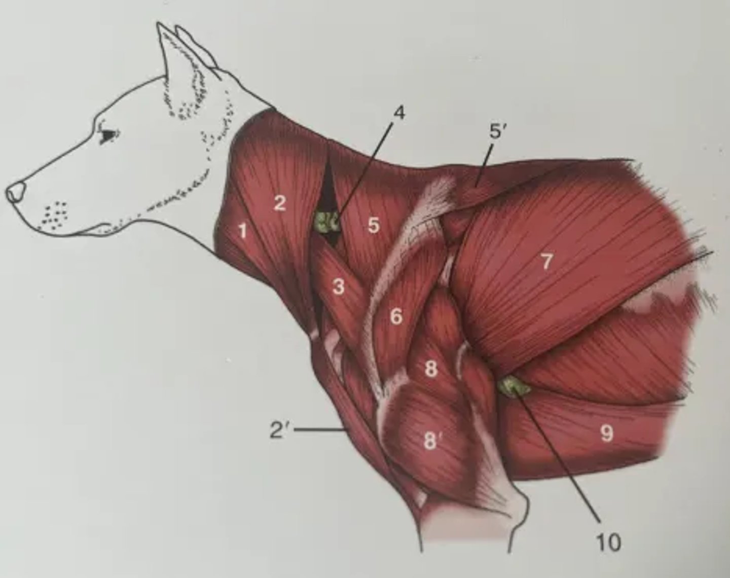 <p>1. Sternocephalicus</p><p>2. Brachiocephalicus (cleidocephalicus and cervical part)</p><p>2'. Brachiocephalicus (cleidobrachialis part)</p><p>3. Omotransversarius</p><p>4. Superficial cervical lymph node</p><p>5. Trapezius (cervical)</p><p>5'. Trapezius (thoracic)</p><p>6. Deltoideus</p><p>7. Latissimus dorsi</p><p>8. Long head of triceps brachii</p><p>8'. Lateral head of triceps brachii</p><p>9. Superficial pectorals</p><p>10. Accessory axillary lymph node</p>