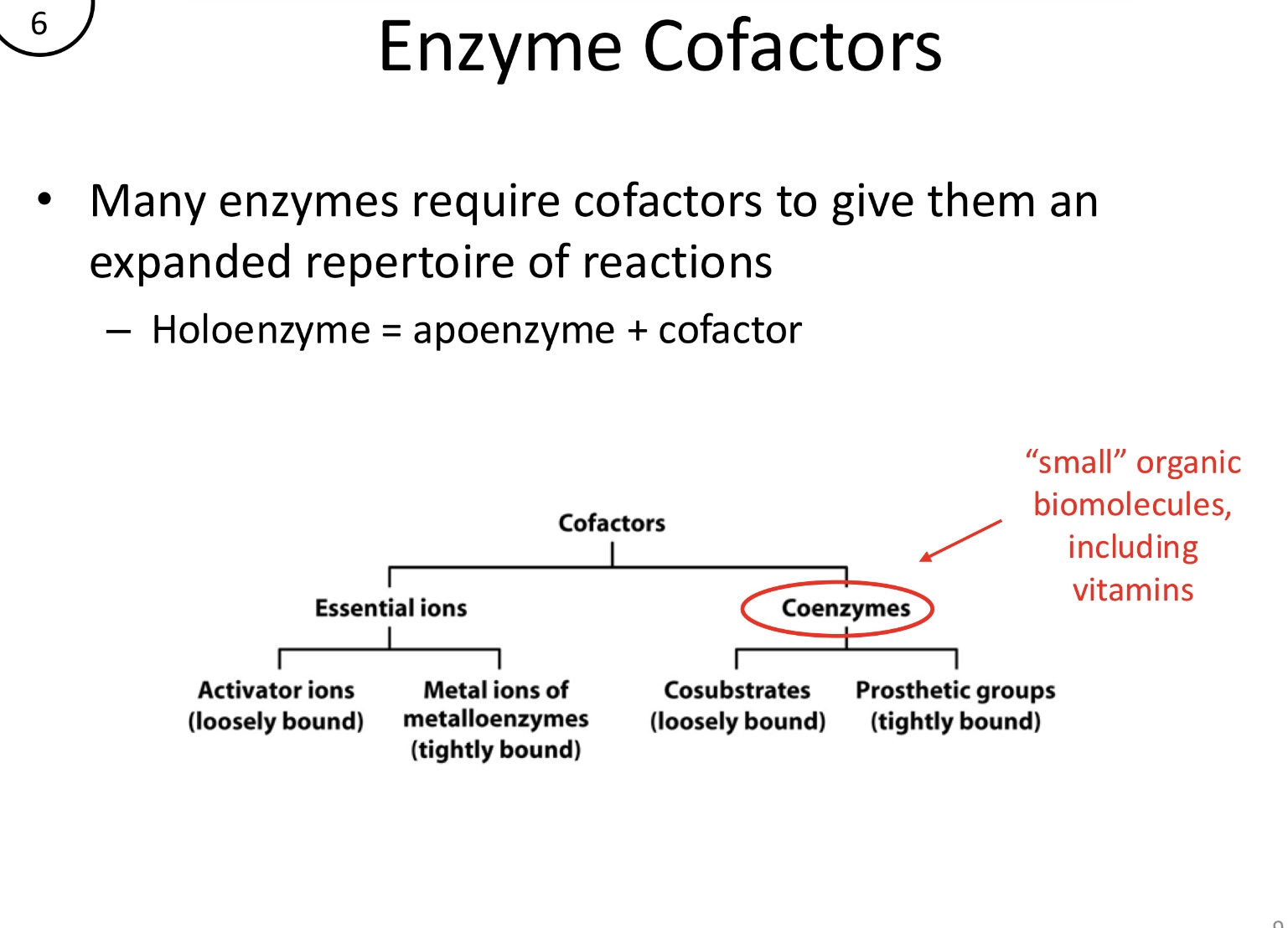 <p>Holoenzyme = apoenzyme (protein portion) + cofactor (inorganic)</p>