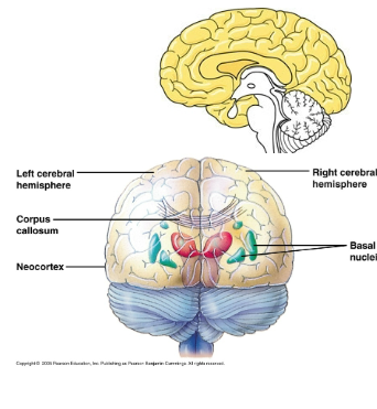 <p><span>Internal white matter</span></p>