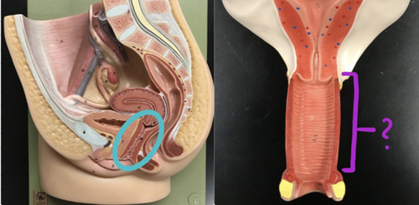 <p>Muscular tube that extends from the uterus</p>