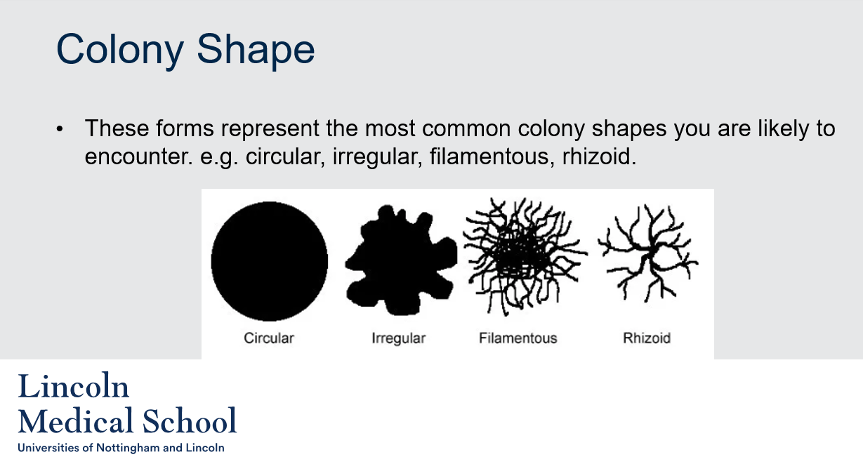 <p>The most common colony shapes that one is likely to encounter in microbiology include circular, irregular, filamentous, and rhizoid. The circular shape is a common shape for bacterial colonies, while irregular shapes can be seen in fungal colonies. Filamentous colonies are composed of a tangled network of filaments or threads, while rhizoid colonies have a root-like appearance. These colony shapes can provide clues about the identity of the microorganisms present in a sample.</p>