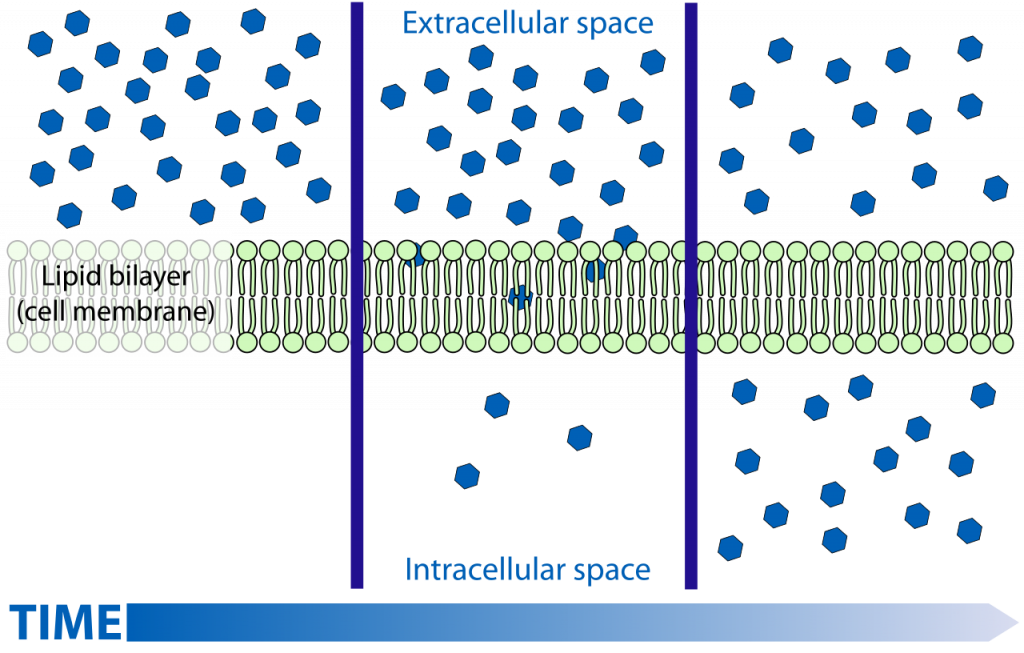<p>constant motion of molecules</p><ul><li><p>high → low</p></li><li><p>move DOWN concentration gradient</p></li><li><p>diffuse across membrane</p></li></ul><p></p>