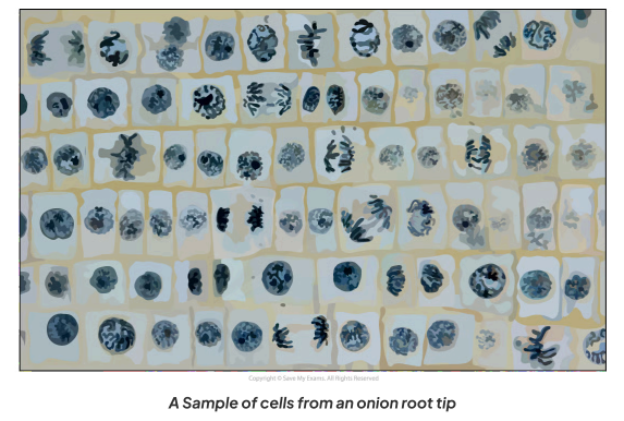 <p>The micrograph below shows a sample of cells from an onion root tip. Calculate the mitotic index for this tissue (give your answer to 2 decimal places).</p>