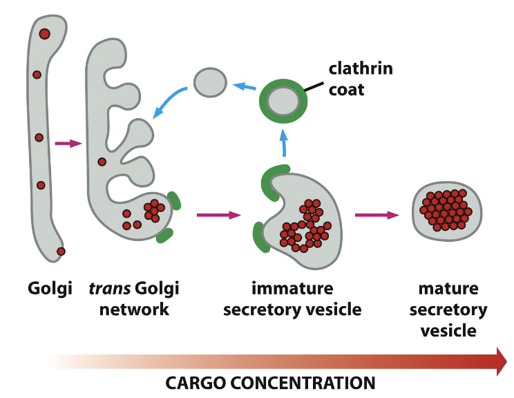 <p>immature secretory vesicles bud-off - retrieval vesicles that recycle membrane proteins back to the -, reducing vesicle - and - cargo in the mature secretory vesicle</p>