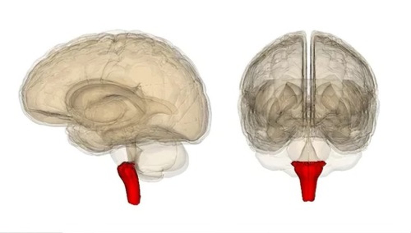 <p>controls blood pressure, heartbeat, and breathing</p><p>Located at the base of the brainstem which is right on top of the spine</p>