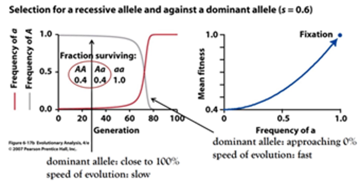 <p>The evolution in the beginning is slow because at first most recessives are hidden in heterozygotes. Selection for recessives is very efficient only later, when homozygote, recessive frequency increased. Therefore, dominant disease alleles are easy to purge from sexual populations.</p>