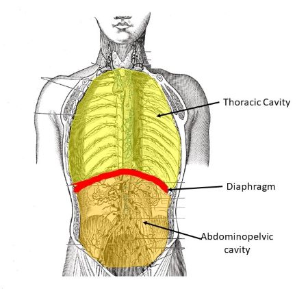 <p>The muscle that separates the thoracic cavity and abdominopelvic cavity.</p>