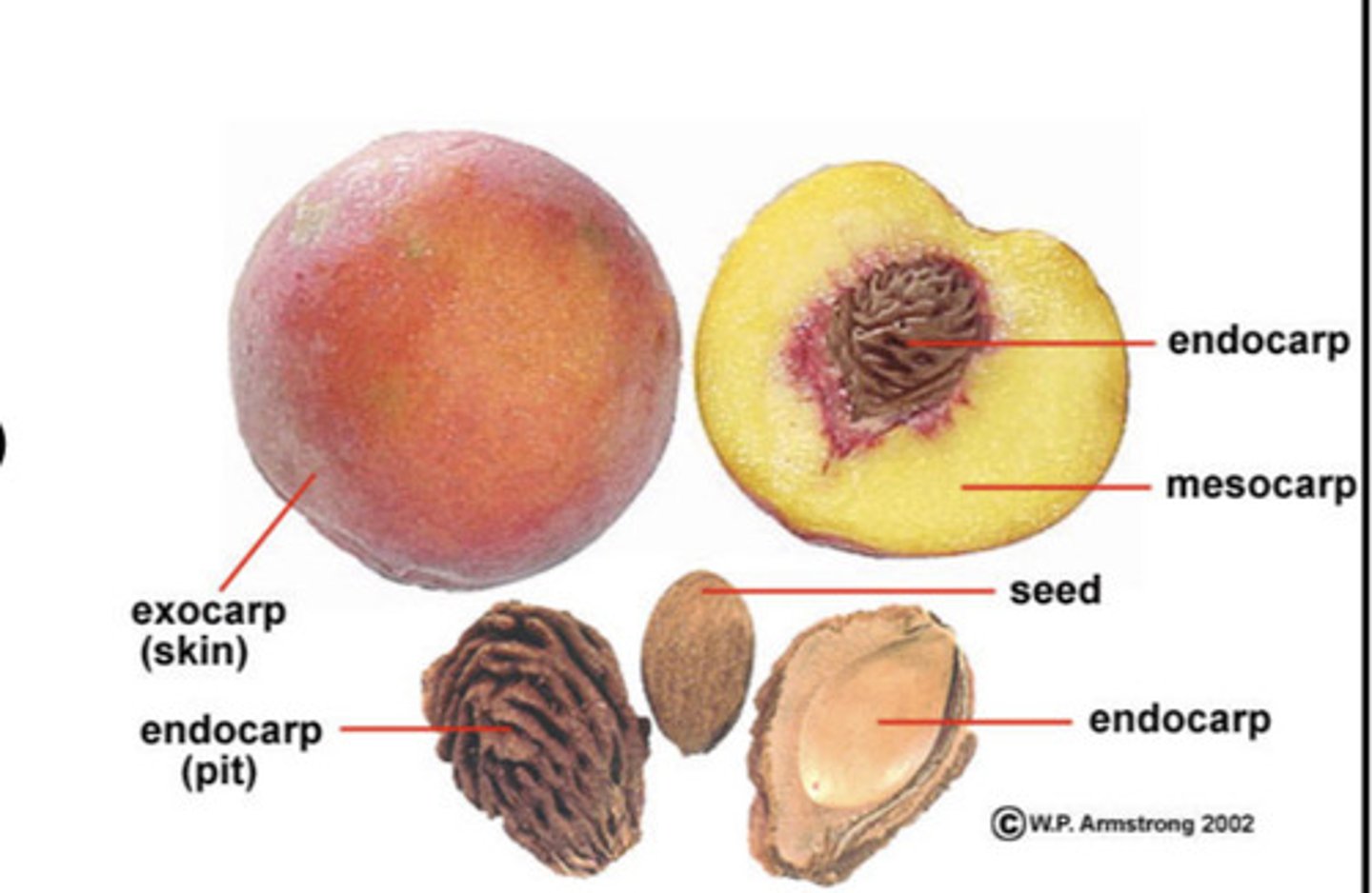 <p>Fleshy fruit that typically has one seed, a thin skin like exocarp, fleshy (parenchymatous) mesocarp, story (sclerenchymatous) endocarp which is referred to as a pit → cherries, peaches, almonds, olives, avocados, dates</p>