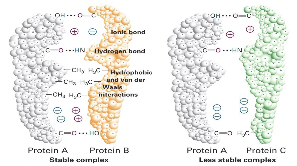 * Affinity and specificity of protein binding are determined by molecular complementarity. 
* On the left, a stable complex is formed when complementary surfaces can get close together to allow a large number of hydrogen bonds, Van der Waals interactions, and ionic bonds to form. 
* Note that shape is important, but that the specific amino acids at certain positions are important for molecular complementarity as well. 
* The lack of complementarity of shape means that surfaces cannot get close together to form interactions. 
* Note also that where surfaces are close together, the lack of molecular complementarity means that non-covalent bonds cannot form, for example where two negatively charged amino acid residues are facing one another